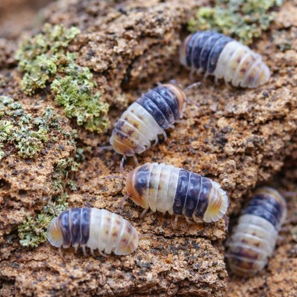 Accueillir ses premiers isopodes – Guide débutant | Terrazoo