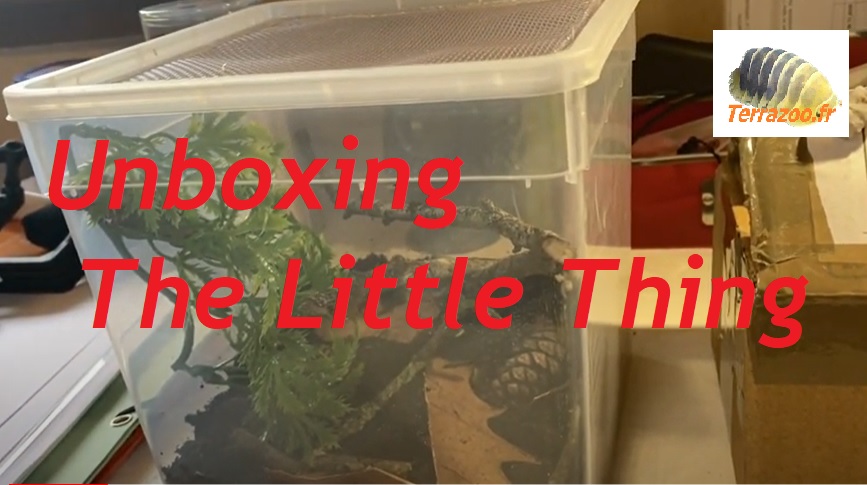 Unboxing chez The Little Thing