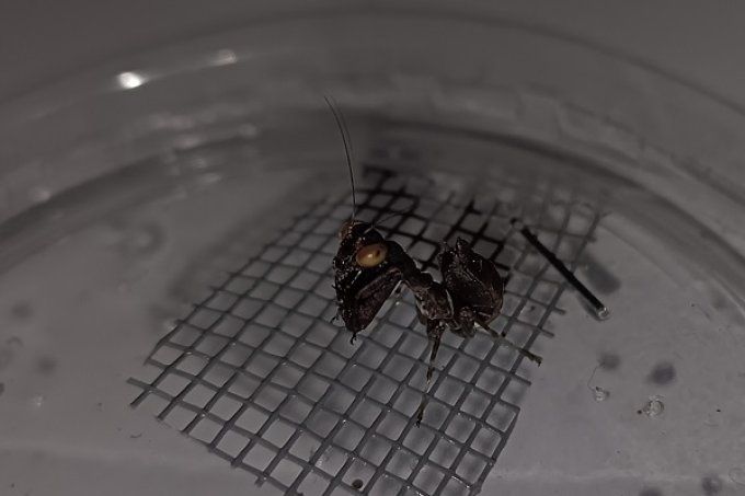 Acontista Mexicana
