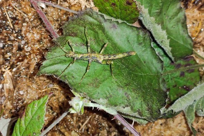 Aretaon asperrimus  L3