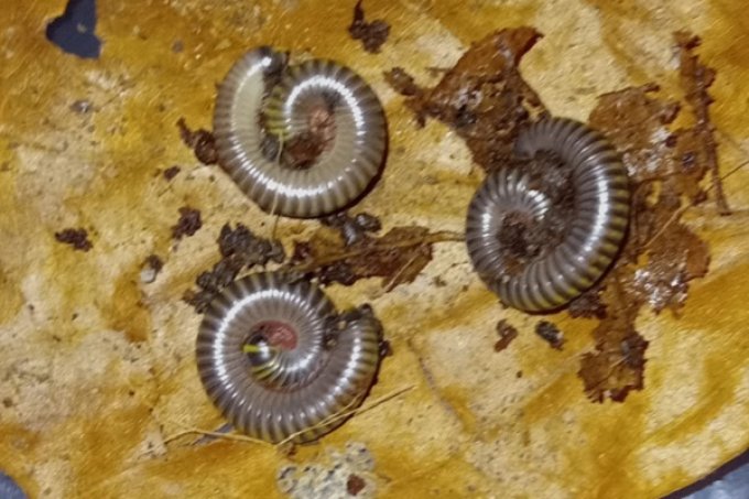 Anadenobolus monilicornis (3cm)