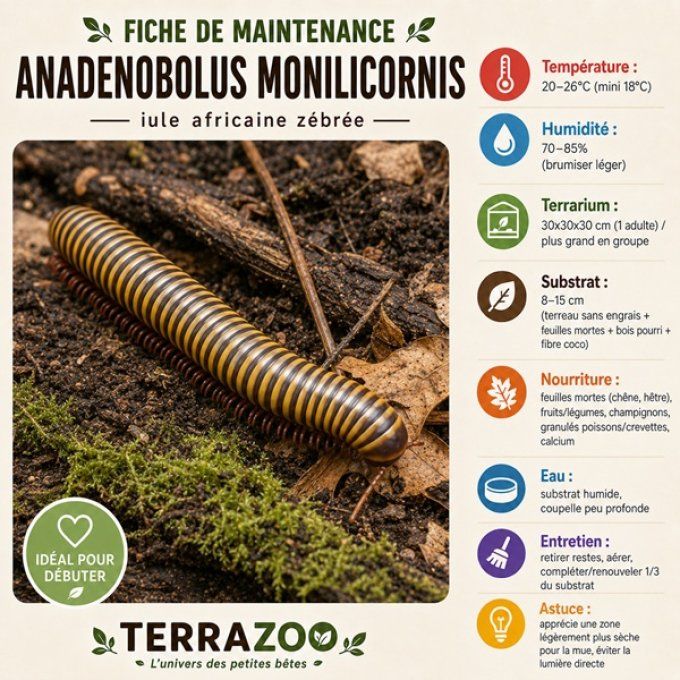 Anadenobolus monilicornis (3-4cm)