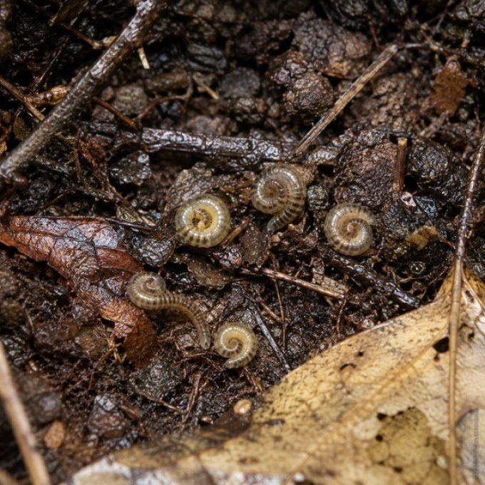 Anadenobolus monilicornis (3-4cm)