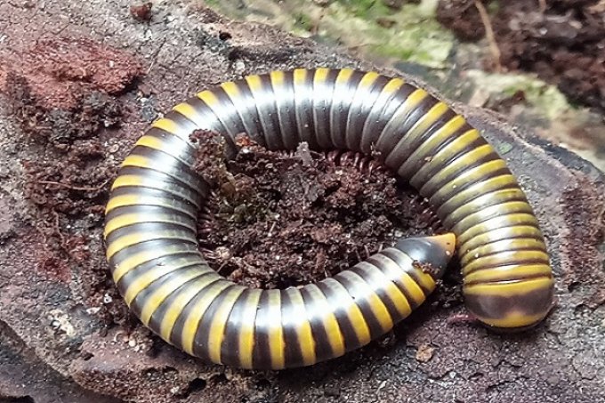 Anadenobolus monilicornis (3cm)