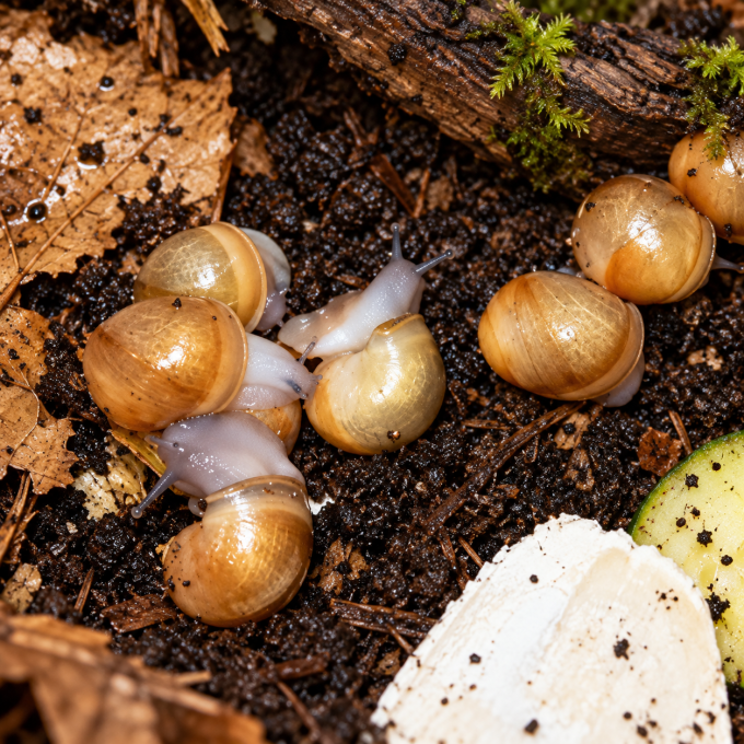 Archachatina marginata ovum acromélanique