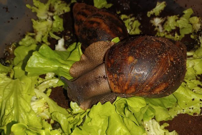 Archachatina marginata ovum XL