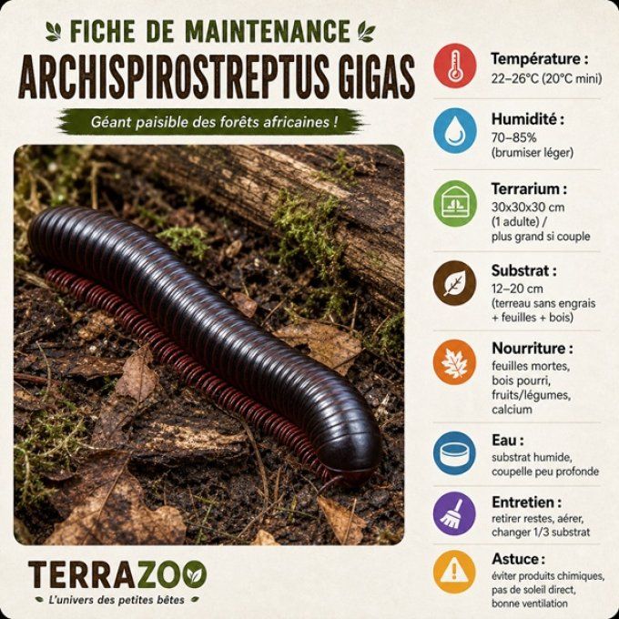 Archispirostreptus gigas WC