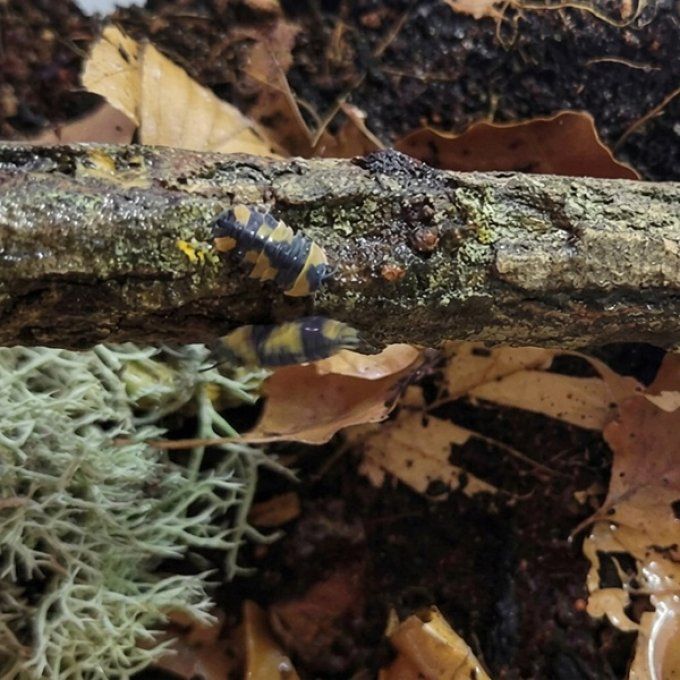 Ardentiella sp. 'Yellow Phoenix'