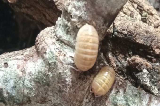 Armadillidium sp albinos T+ -Japan Line