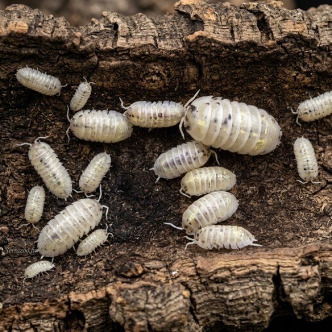 Armadillidium vulgare "Magic Potion"