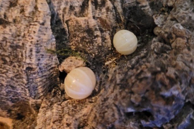 Armadillidium vulgare albinos T-