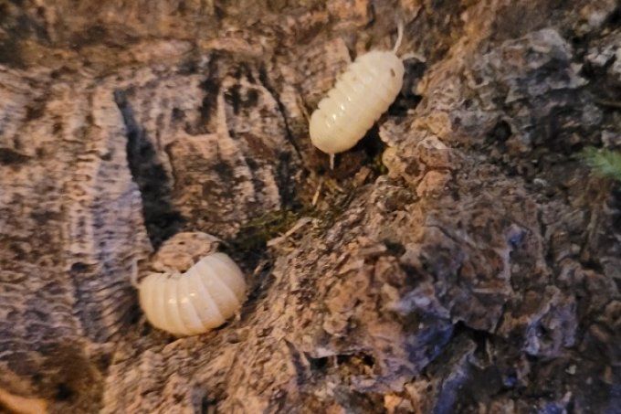 Armadillidium vulgare albinos T-