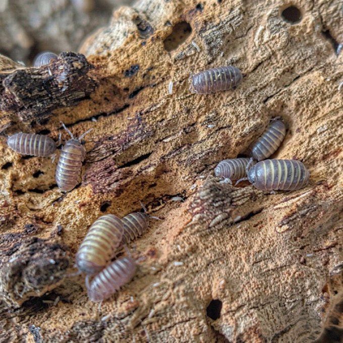 Armadillidium badium "castel dacia"