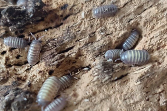 Armadillidium badium "castel dacia"