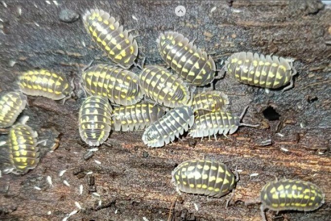 Armadillidium gestroi