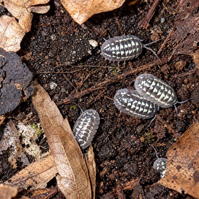 Armadillidium gestroi White