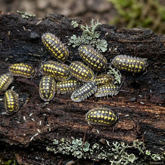 Armadillidium gestroi