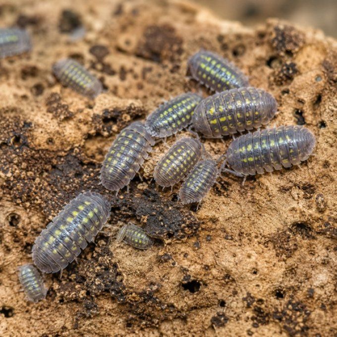 Armadillidium granulatum Lemon
