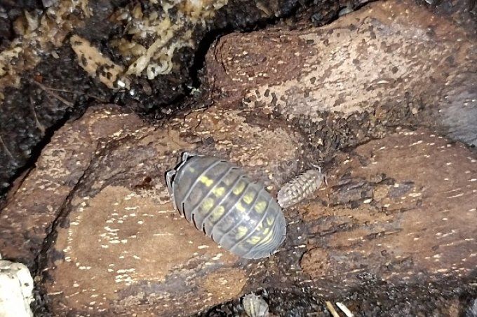 Armadillidium granulatum Lemon