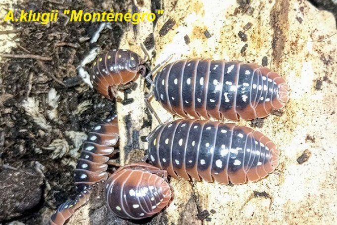 Armadillidium klugii "Montenegro"