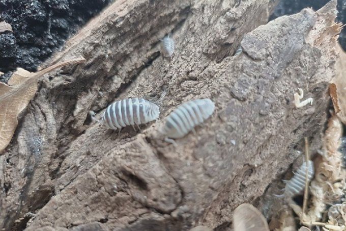 Armadillidium maculatum morph