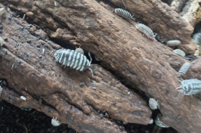 Armadillidium maculatum morph