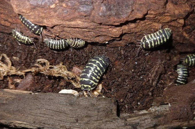 Armadillidium maculatum morph