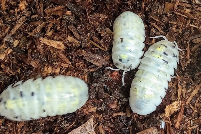 Armadillidium vulgare "Magic Potion"