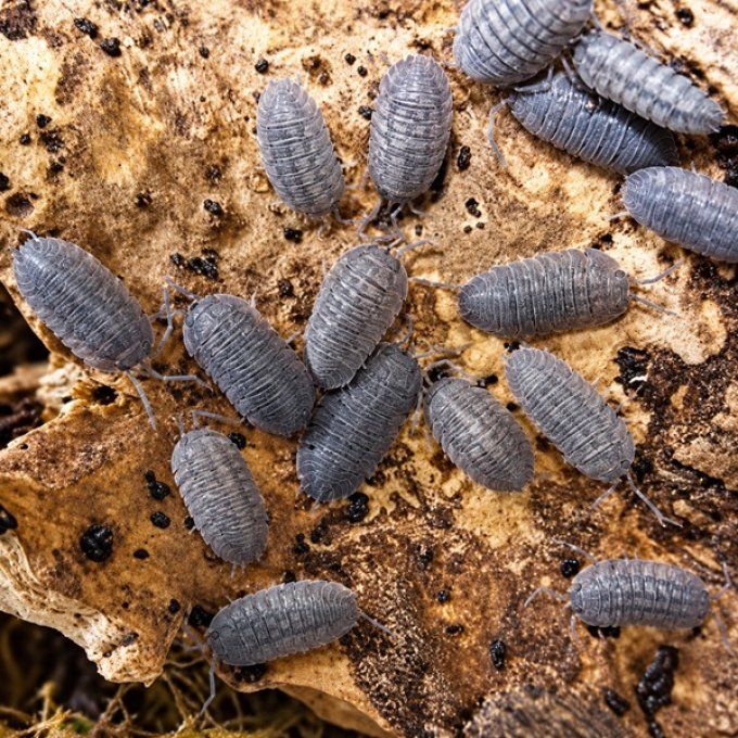 Armadillidium peraccae