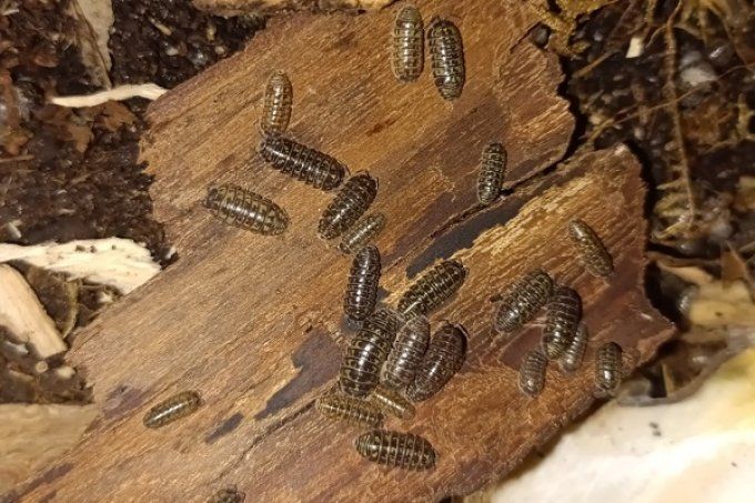 Armadillidium versicolor "Slovenia"