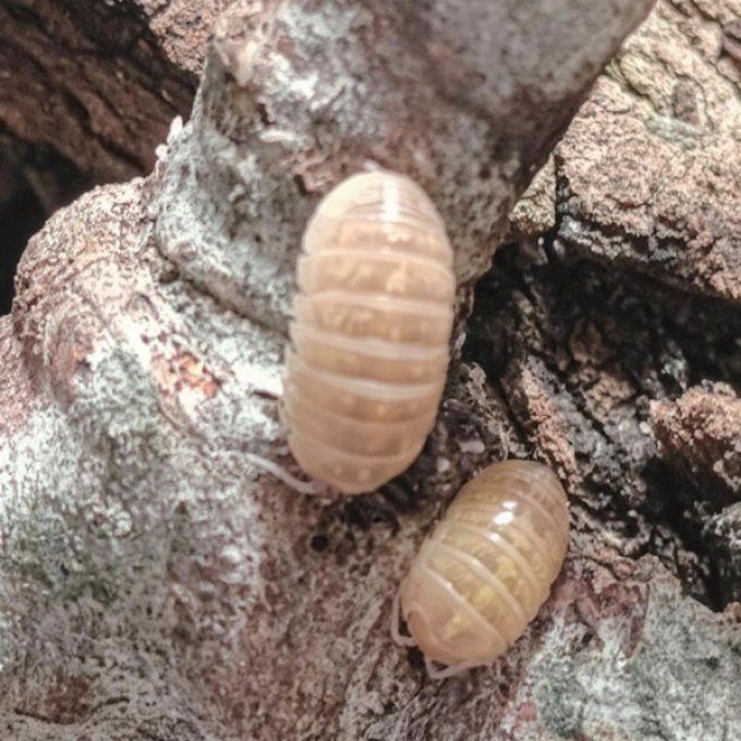 Armadillidium sp albinos T+ 