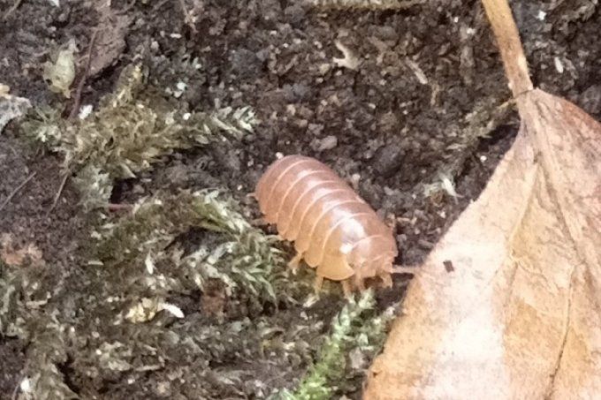 Armadillidium vulgare Tangerine