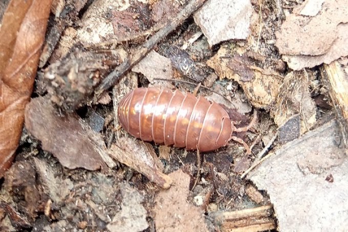 Armadillidium vulgare Tangerine