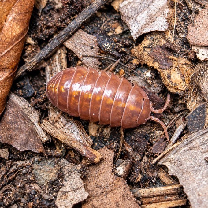 Armadillidium vulgare Red Tangerine