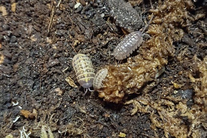 Armadillidium vulgare Santa Lucia