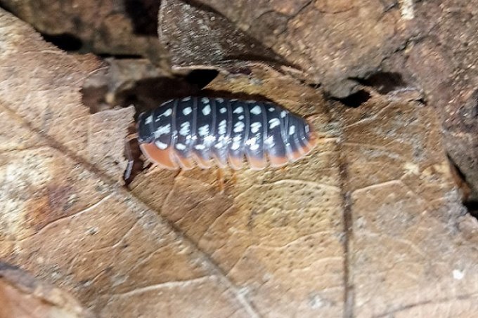 Armadillidium wernerri "Corfu"