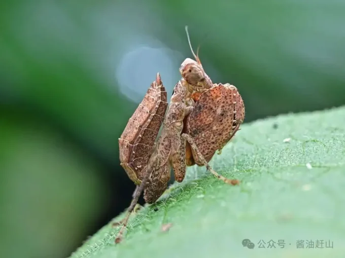 Astyliasula basinigra  L3