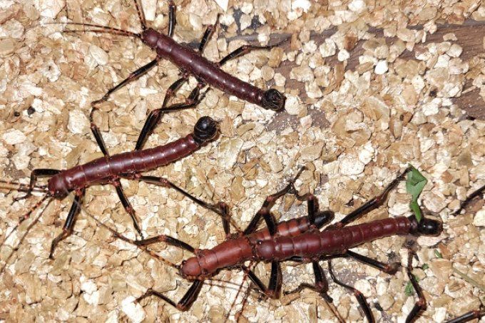 Autolyca herculeana