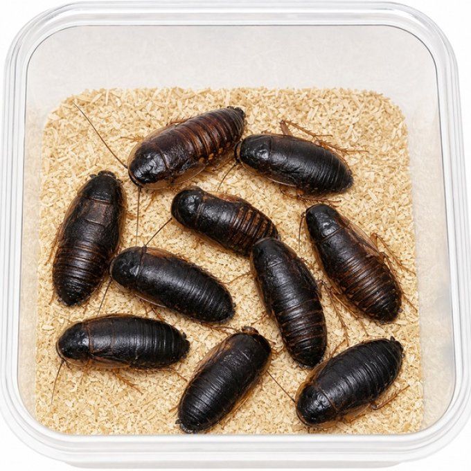 Blattes Dubia XL