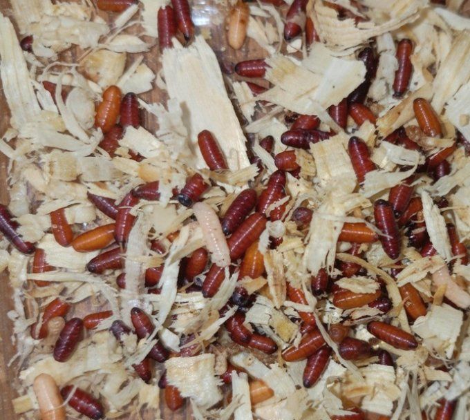 Boite de pinky/pupes de mouche