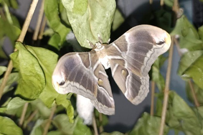Philosamia ricini L4/L5