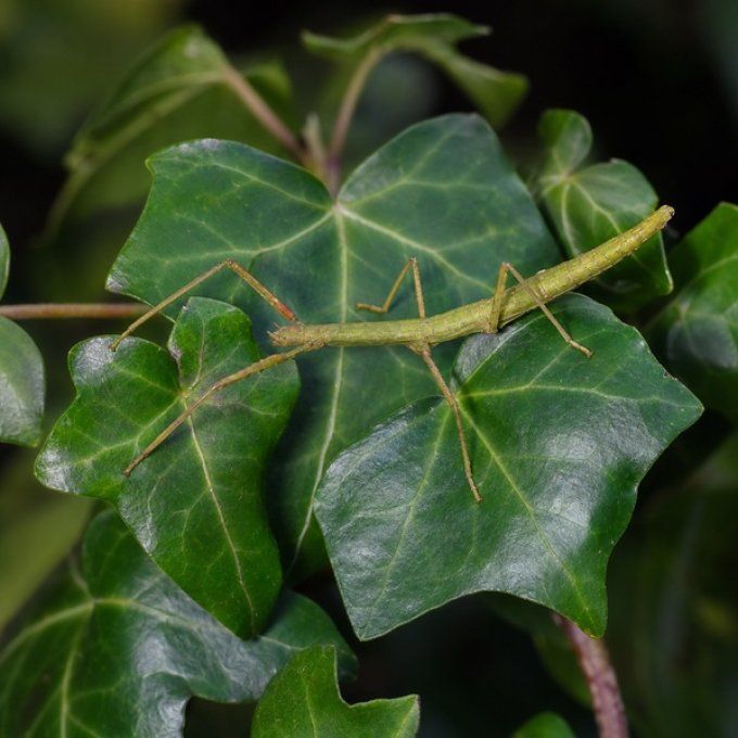 Carausius morosus