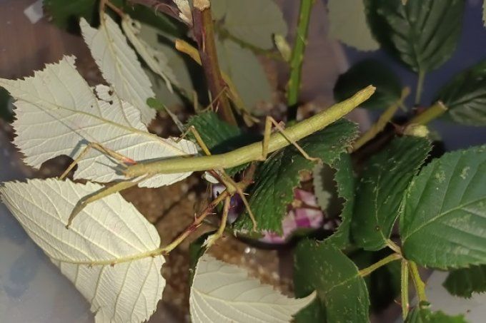 Carausius morosus