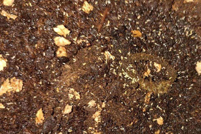 Ceratophysella sp. "Lilac Yellow Albino"