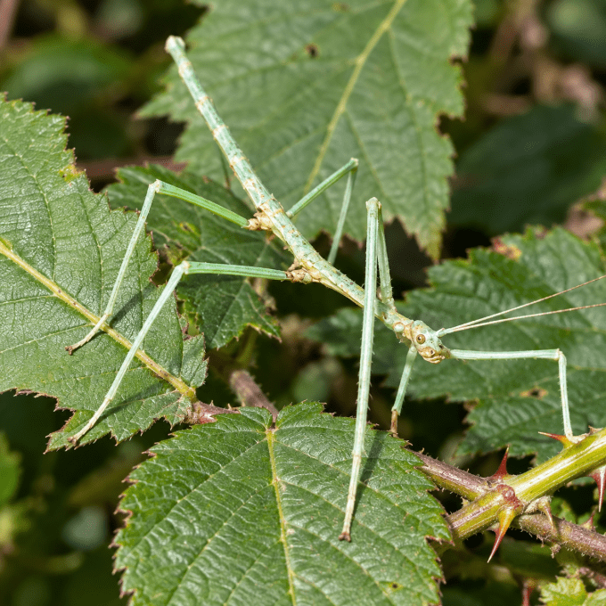 Medauridea extradentata bleue