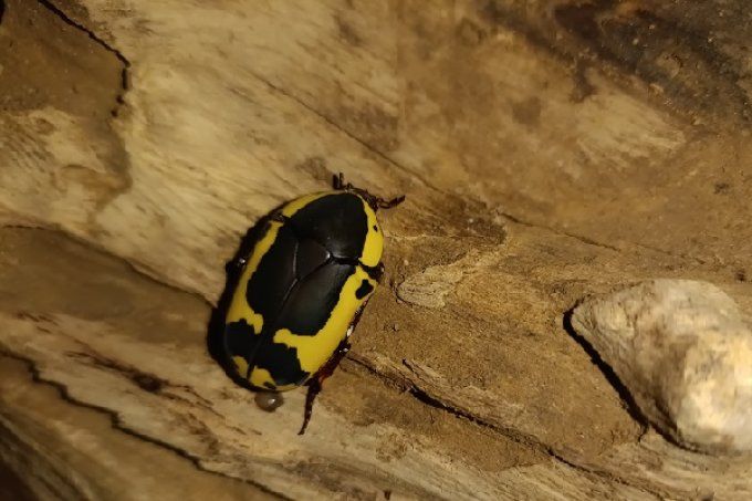  Pachnoda sinuata flaviventris