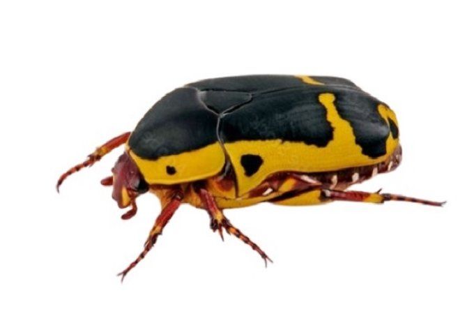  Pachnoda sinuata flaviventris