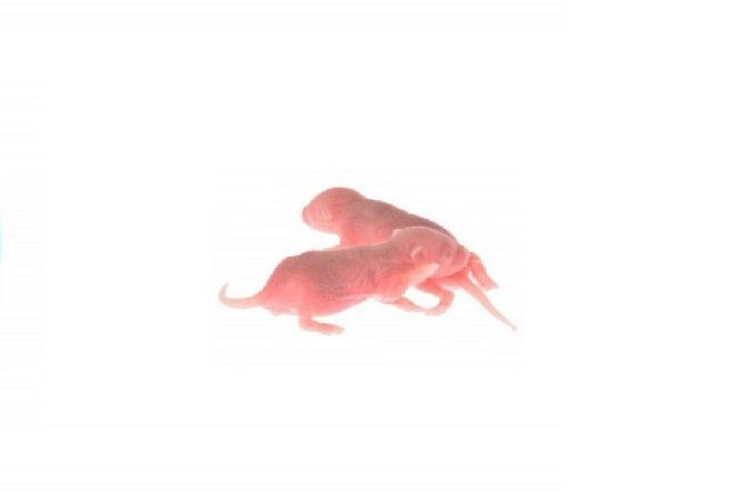 Souris/Rats congelés