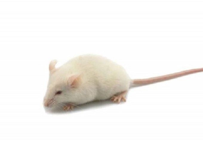 Souris/Rats congelés