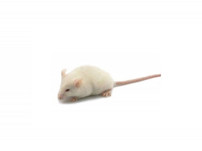 Souris/Rats congelés